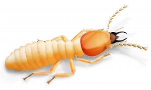 Termites In Your Firewood Pile