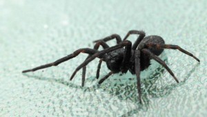 Why Winter Pest Control?