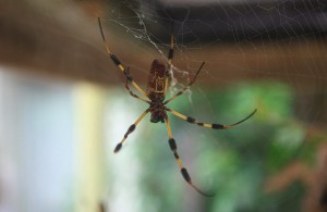 wpid spider