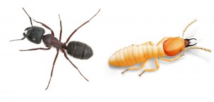 Carpenter Ant or Termite