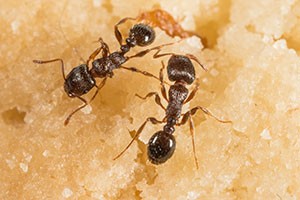 pavement ants in our food supply