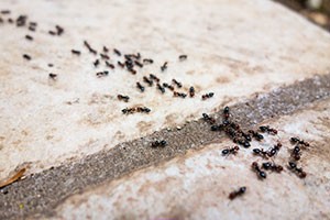 exterminate pavement ants