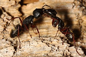 carpenter ant diy treatment