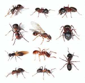 carpenter ant cycle