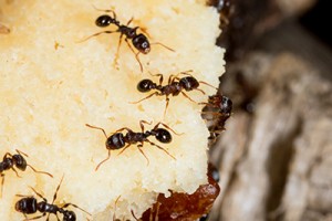 Pavement Ants In Our Food Supply