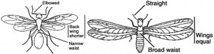 carpenter ant or termite