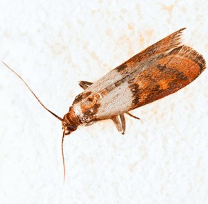 moth mediterranean flour