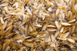 locate termite colony