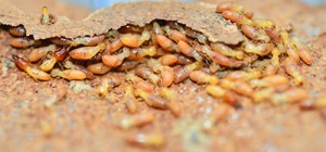 Termites Create Fertile Soil