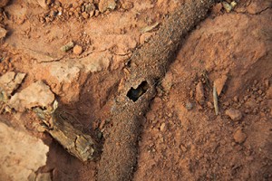 Termite Prevention Tips