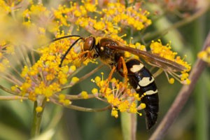 Wasp Extermination Timing