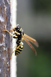 Wasp Extermination Timing