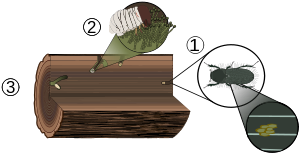 powderpost beetles in your firewood