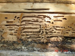 carpenterantdetective here'sthesource!