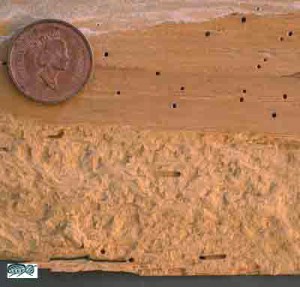 Powderpost Beetle Quick Facts