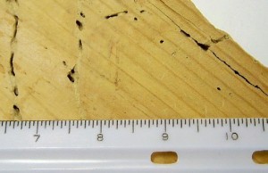 Powderpost Beetle Damage
