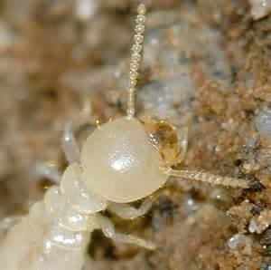 Termites Create Fertile Soil, Promote Growth of Vegetation