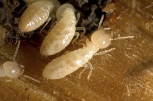 Termite Prevention Tips