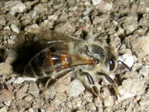 IdentifyingGroundBees Groundbeeatnest.