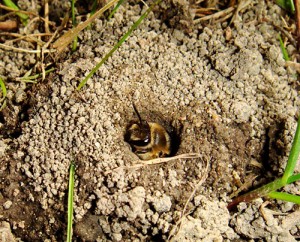 IdentifyingGroundBees Groundbeeemergingfromnest