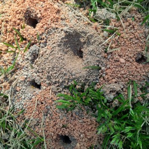 IdentifyingGroundBees Groundbeenestsinlawn