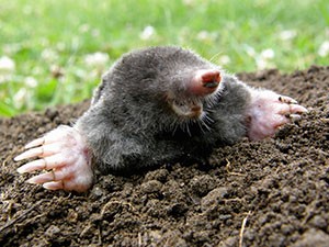 ExterminateMoles ApolloXPestControl