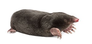 ExterminateMoles ApolloXPestControl