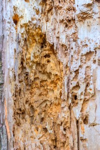 locate termite colony