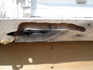 carpenter bee prevention