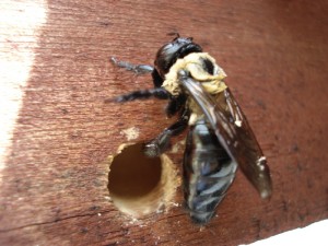 CarpenterBeeControl Identification