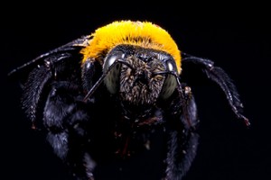 Carpenter Bee Prevention