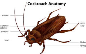 cockroach prevention