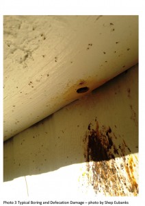 wpid Carpenter Bee Control By Shep Eubanks