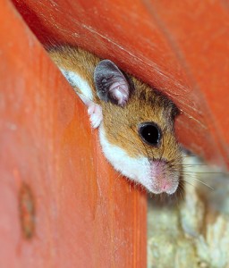 FallPestControl Mice