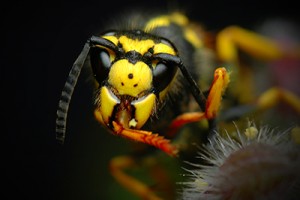 FallPestControl YellowJackets