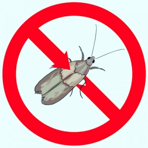 Pantry Moth Extermination