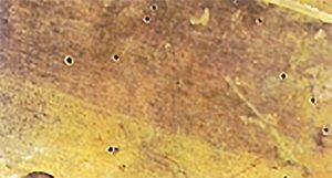 How to get rid of powderpost beetles