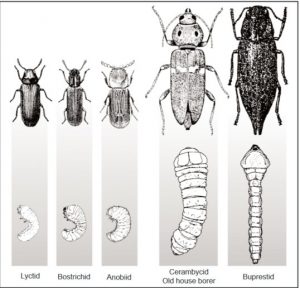 How to get rid of powderpost beetles