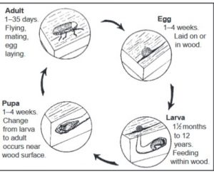 How to get rid of powderpost beetles