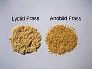 How to get rid of powderpost beetles