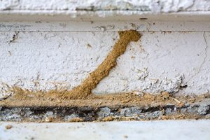 TermitePreventionBasics ApolloXPestControl