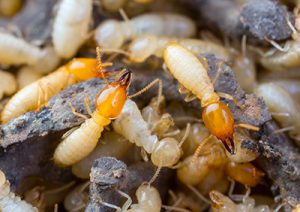 TermitePreventionBasics ApolloXPestControl