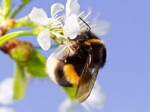 HowtoGetRidofBees BumbleBeesPictured