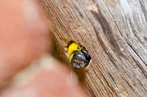 HowtoGetRidofBees CarpenterBeePictured