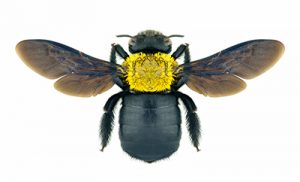 Carpenter Bee Prevention, Treatment