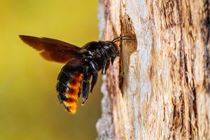 bees carpenter bees