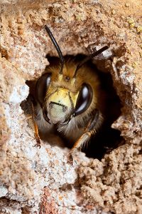 Carpenter bee prevention, treatment