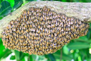 HowtoGetRidofBees ASwarmofHoneyBeesPictured