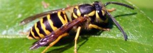 how to get rid of yellowjackets